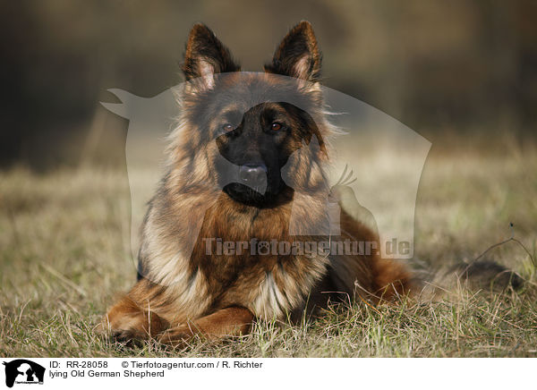 lying Old German Shepherd / RR-28058