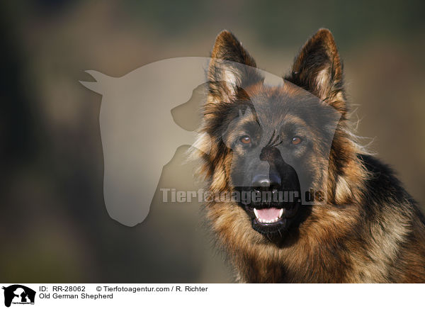 Old German Shepherd / RR-28062