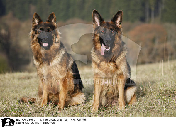 sitting Old German Shepherd / RR-28065