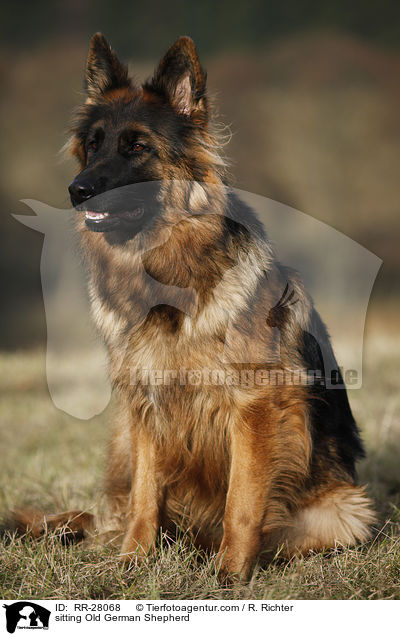 sitting Old German Shepherd / RR-28068