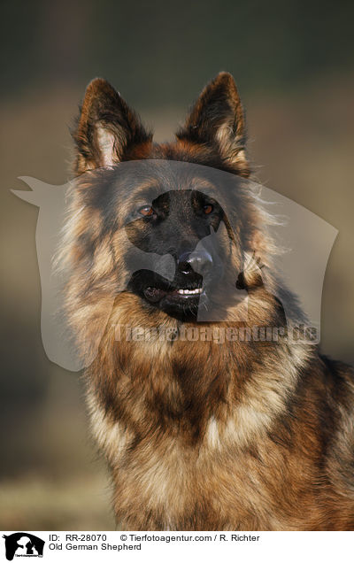 Old German Shepherd / RR-28070