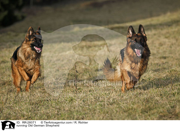 running Old German Shepherd / RR-28071