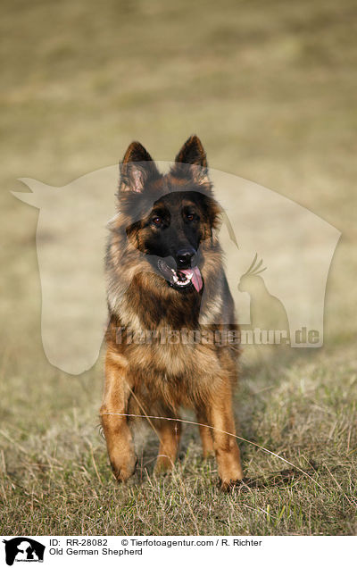 Old German Shepherd / RR-28082