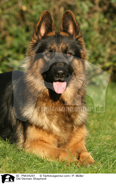 Old German Shepherd / PM-04291