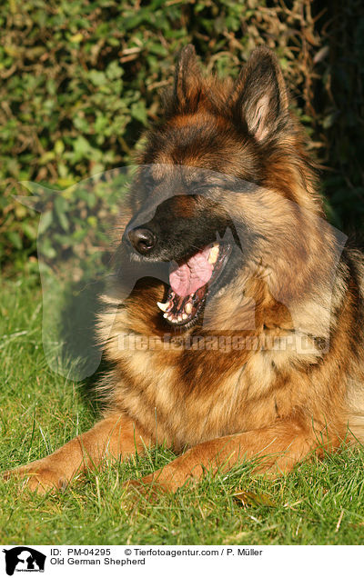 Altdeutscher Schferhund / Old German Shepherd / PM-04295