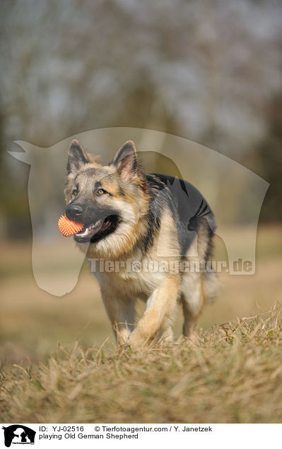 spielender Altdeutscher Schferhund / playing Old German Shepherd / YJ-02516