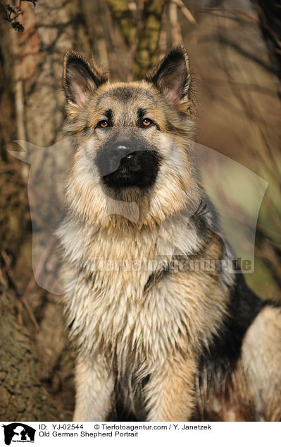 Old German Shepherd Portrait / YJ-02544