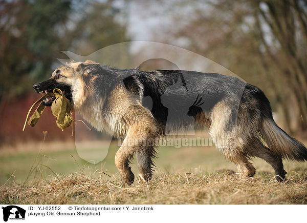 playing Old German Shepherd / YJ-02552