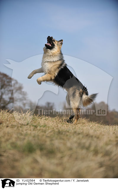 springender Altdeutscher Schferhund / jumping Old German Shepherd / YJ-02564