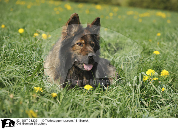 Old German Shepherd / SST-08235