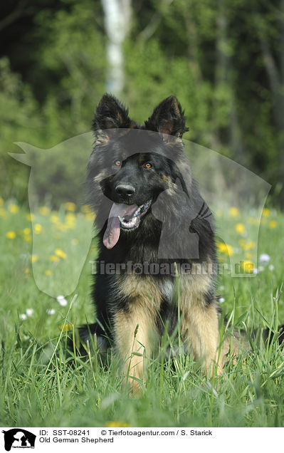 Old German Shepherd / SST-08241