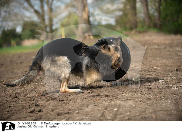 spielender Altdeutscher Schferhund / playing Old German Shepherd / YJ-02855