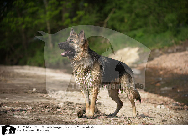 Old German Shepherd / YJ-02863