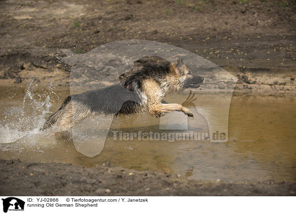 running Old German Shepherd / YJ-02866