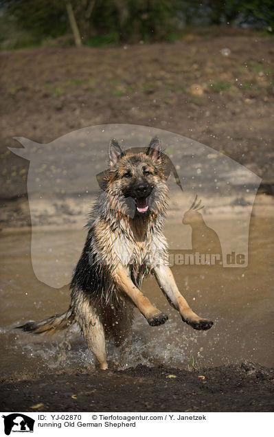 rennender Altdeutscher Schferhund / running Old German Shepherd / YJ-02870