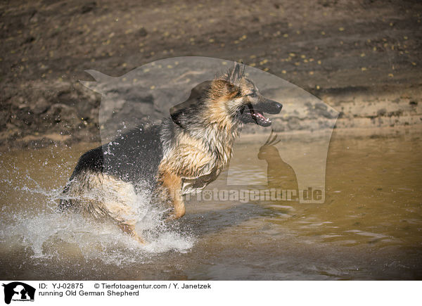 running Old German Shepherd / YJ-02875