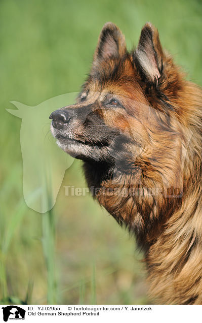 Old German Shepherd Portrait / YJ-02955