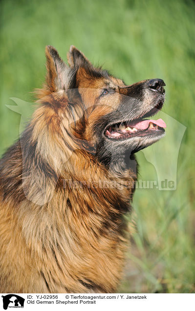 Old German Shepherd Portrait / YJ-02956