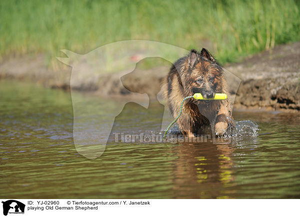 playing Old German Shepherd / YJ-02960