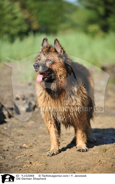 Old German Shepherd / YJ-02968