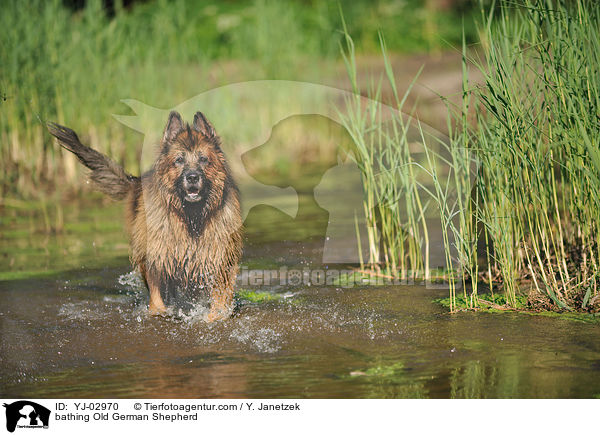 bathing Old German Shepherd / YJ-02970