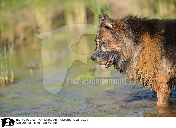 Old German Shepherd Portrait / YJ-02972