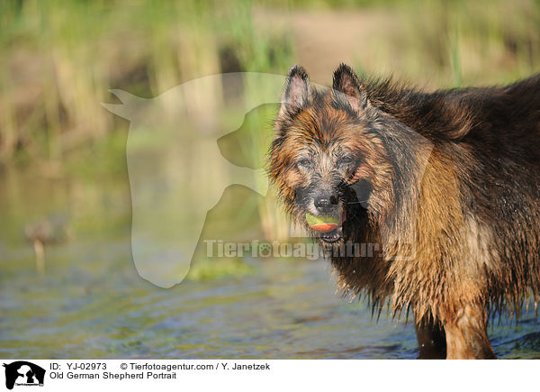 Old German Shepherd Portrait / YJ-02973