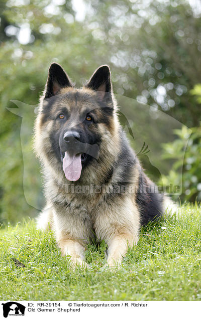 Altdeutscher Schferhund / Old German Shepherd / RR-39154