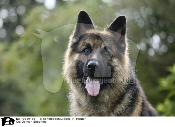 Altdeutscher Schferhund / Old German Shepherd / RR-39156