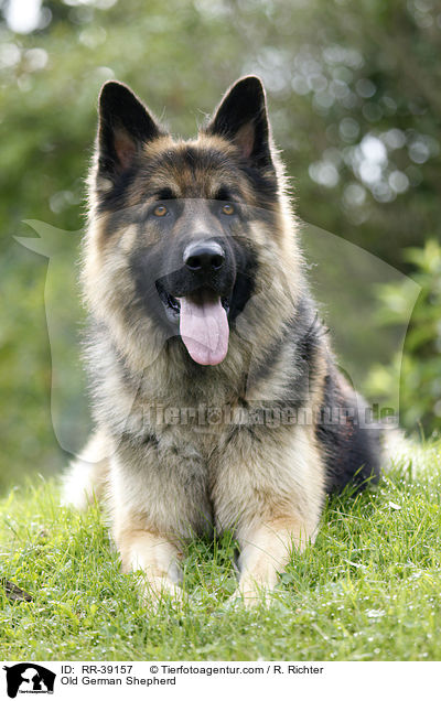 Altdeutscher Schferhund / Old German Shepherd / RR-39157