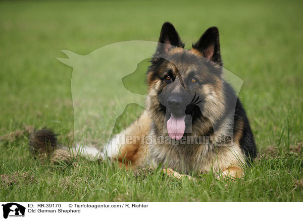 Altdeutscher Schferhund / Old German Shepherd / RR-39170