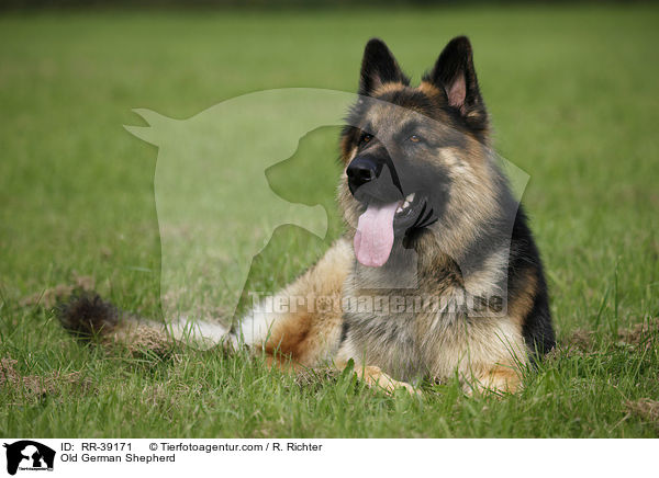 Altdeutscher Schferhund / Old German Shepherd / RR-39171