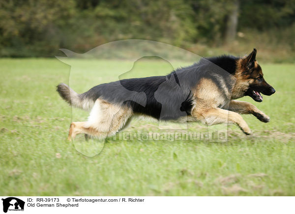 Altdeutscher Schferhund / Old German Shepherd / RR-39173