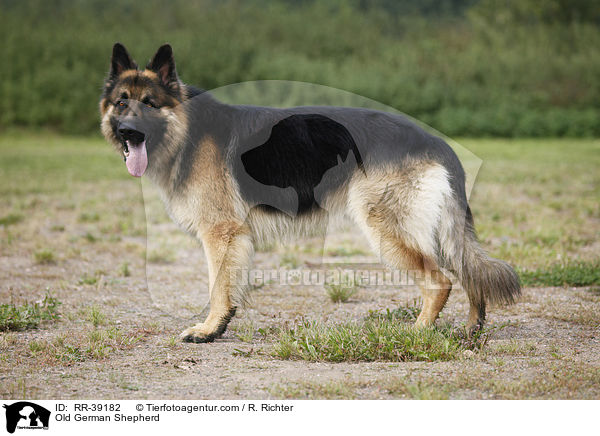 Altdeutscher Schferhund / Old German Shepherd / RR-39182