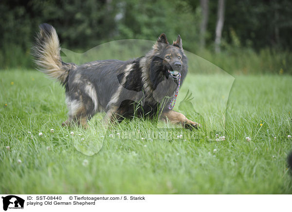 playing Old German Shepherd / SST-08440