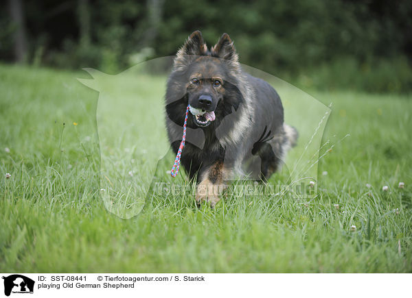 spielender Altdeutscher Schferhund / playing Old German Shepherd / SST-08441