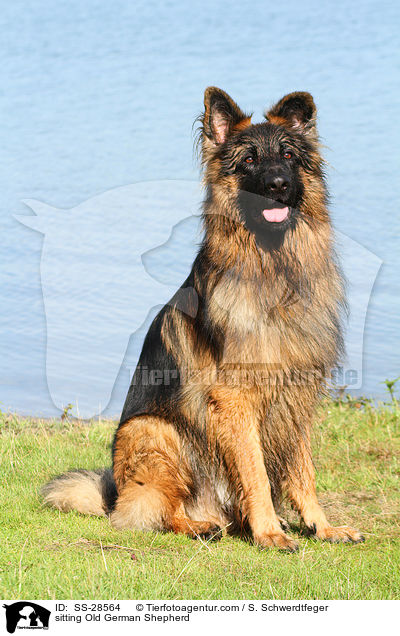 sitting Old German Shepherd / SS-28564