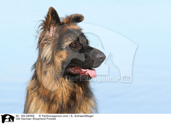 Old German Shepherd Portrait / SS-28568