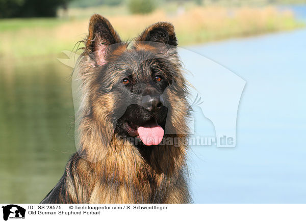 Old German Shepherd Portrait / SS-28575