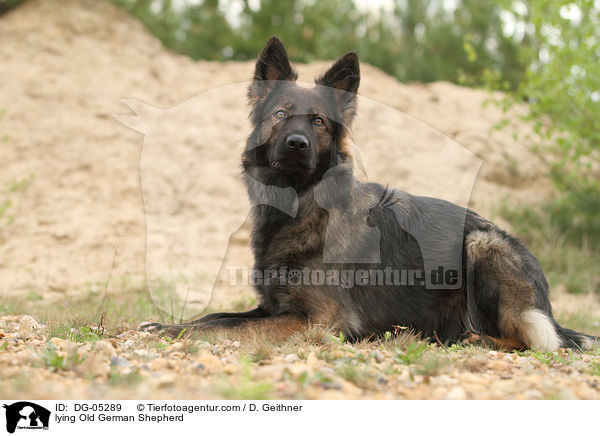 lying Old German Shepherd / DG-05289