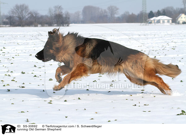 rennender Altdeutscher Schferhund / running Old German Shepherd / SS-30692