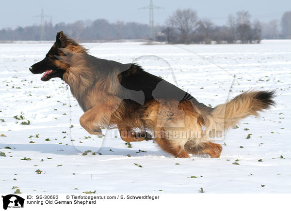 rennender Altdeutscher Schferhund / running Old German Shepherd / SS-30693