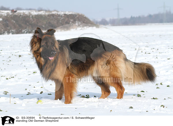 stehender Altdeutscher Schferhund / standing Old German Shepherd / SS-30694