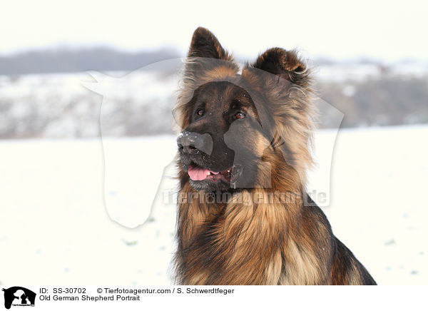 Altdeutscher Schferhund Portrait / Old German Shepherd Portrait / SS-30702