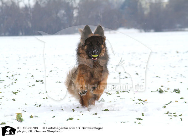 spielender Altdeutscher Schferhund / playing Old German Shepherd / SS-30703