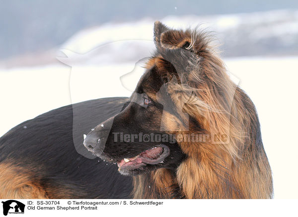 Altdeutscher Schferhund Portrait / Old German Shepherd Portrait / SS-30704