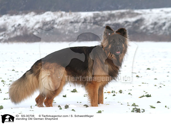 stehender Altdeutscher Schferhund / standing Old German Shepherd / SS-30706
