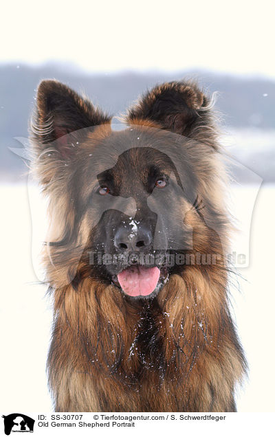 Altdeutscher Schferhund Portrait / Old German Shepherd Portrait / SS-30707