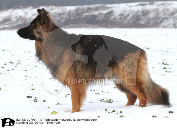 stehender Altdeutscher Schferhund / standing Old German Shepherd / SS-30709