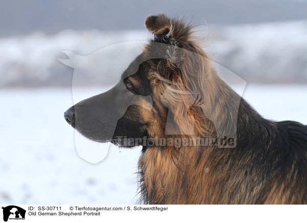 Altdeutscher Schferhund Portrait / Old German Shepherd Portrait / SS-30711